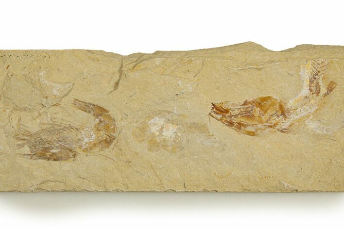 Cretaceous Fossil Shrimp and Fish - Lebanon #323747